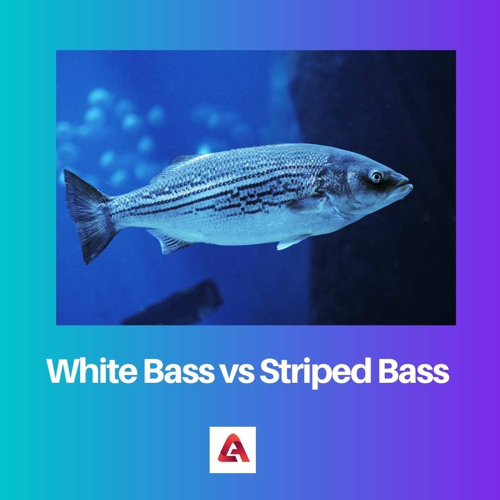 White Bass vs Striped Bass