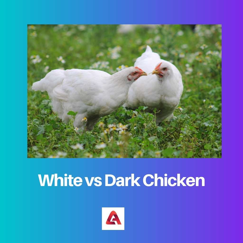 White vs Dark Chicken