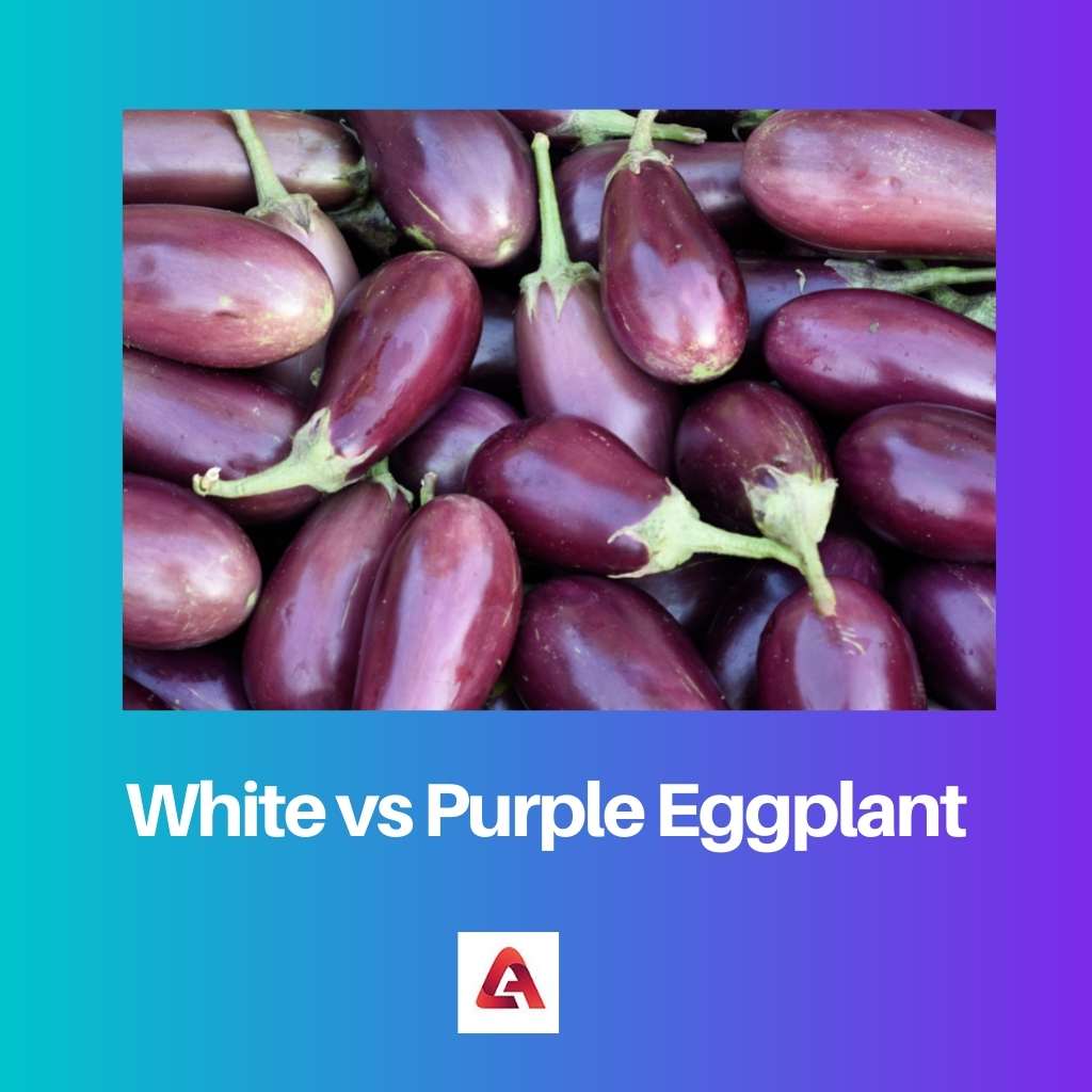 White vs Purple Eggplant