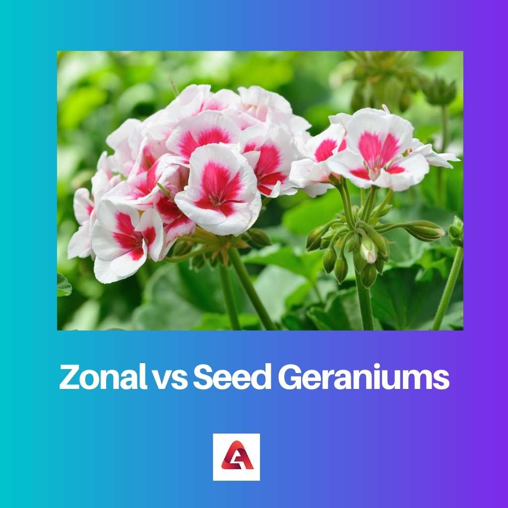 Zonal vs Seed Geraniums