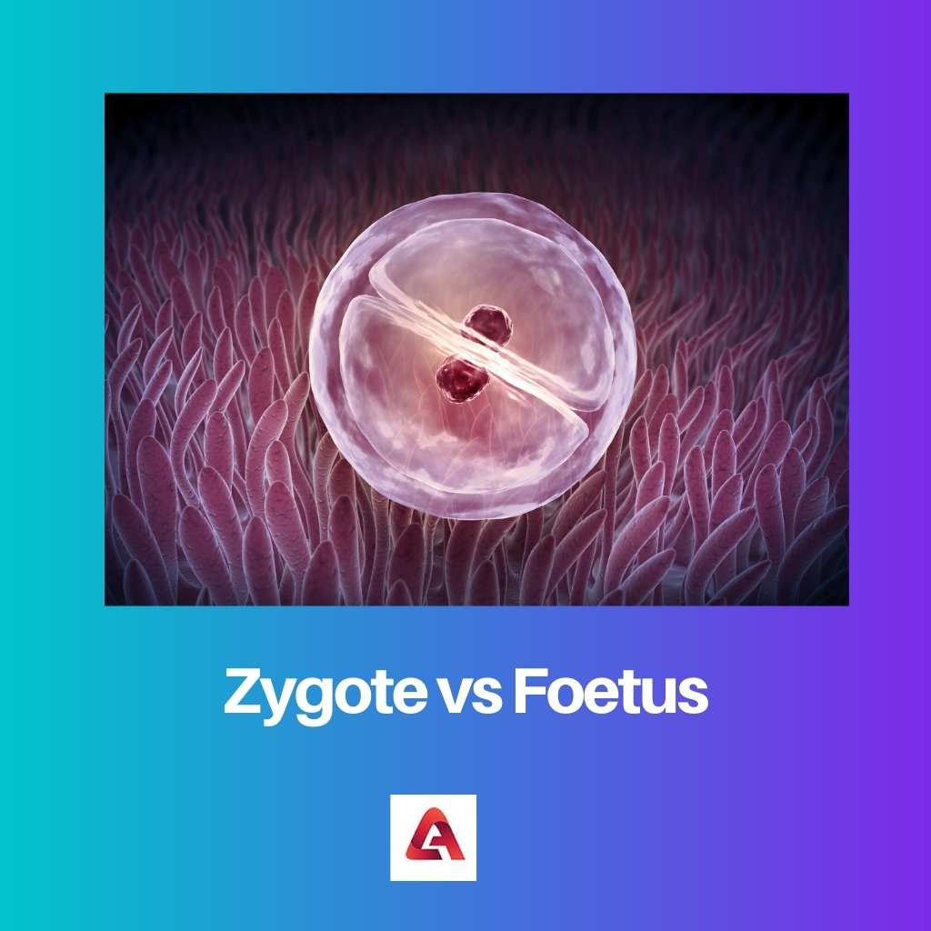 Zygote vs Foetus