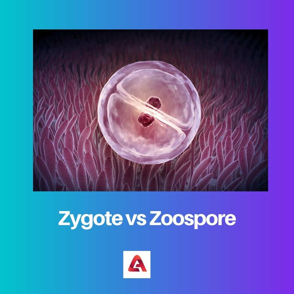 Zygote vs Zoospore