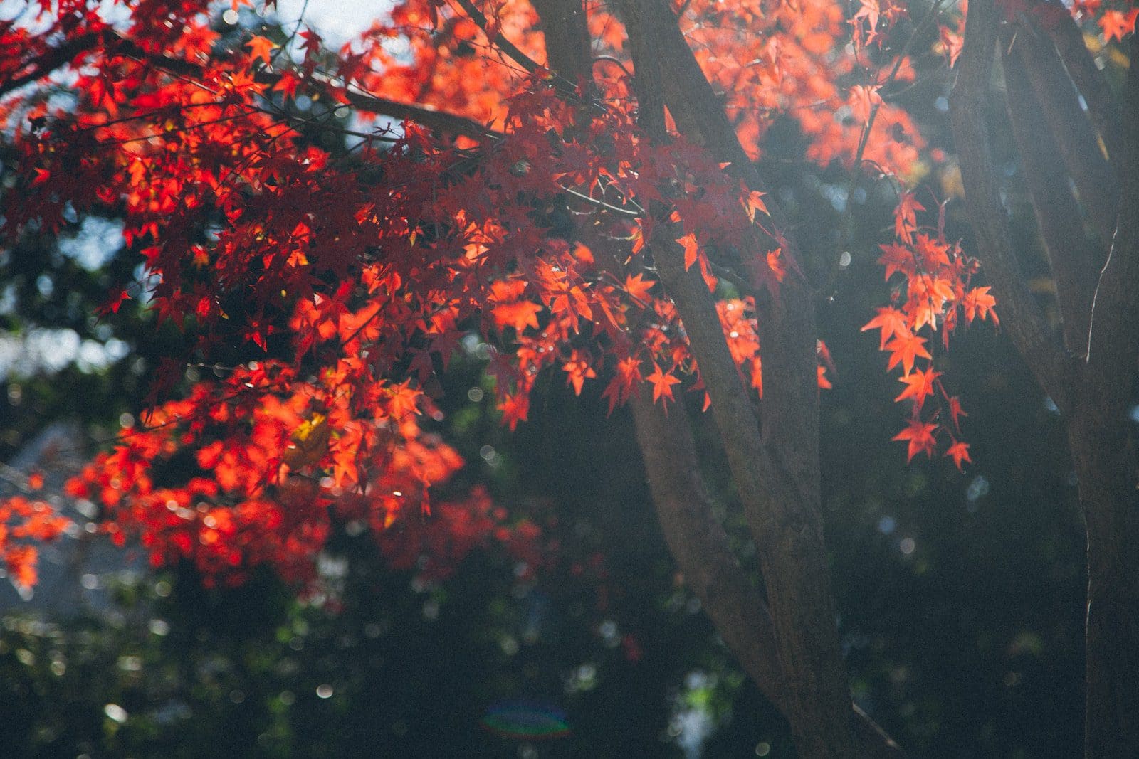 red oak