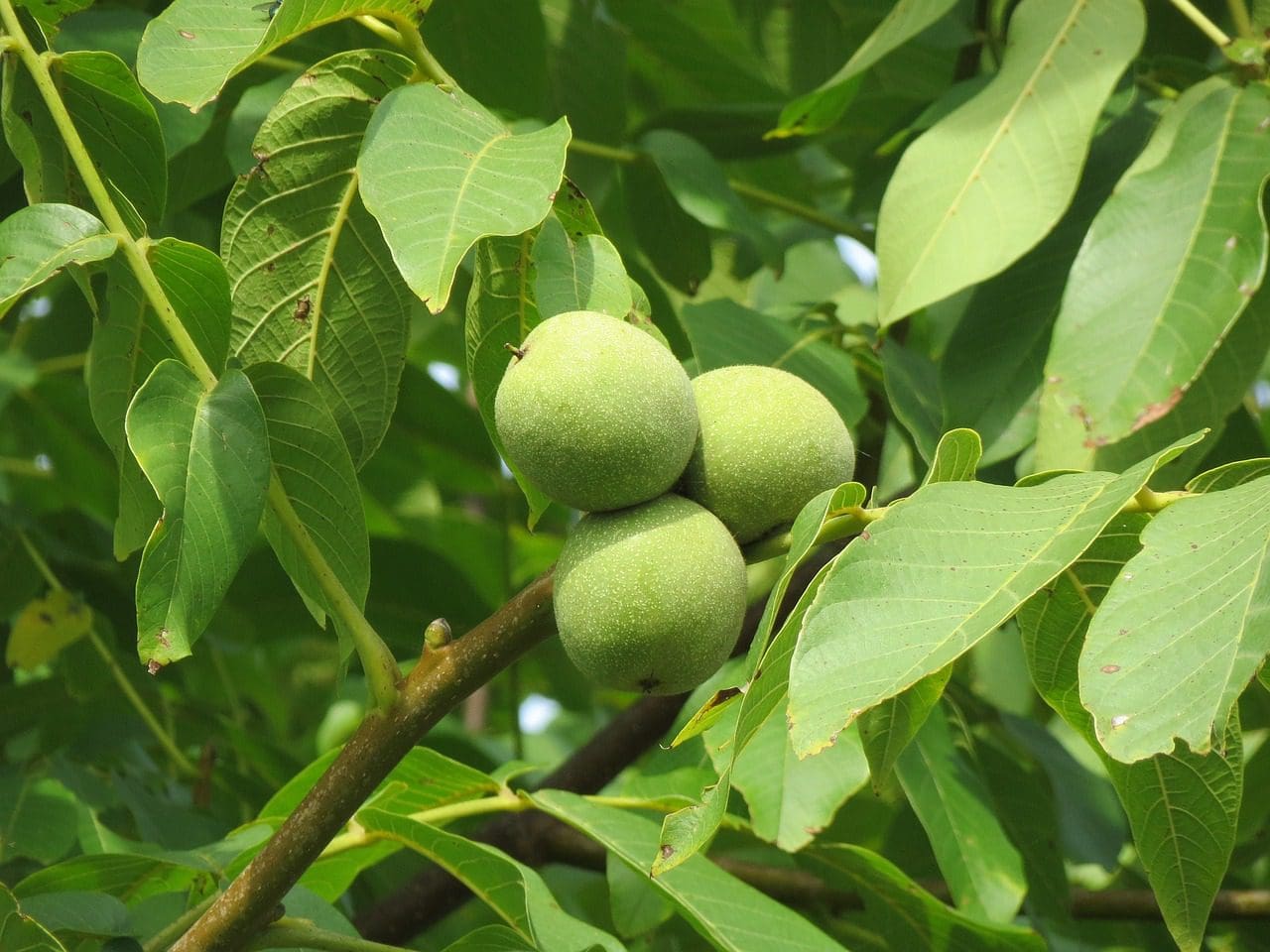 english walnut