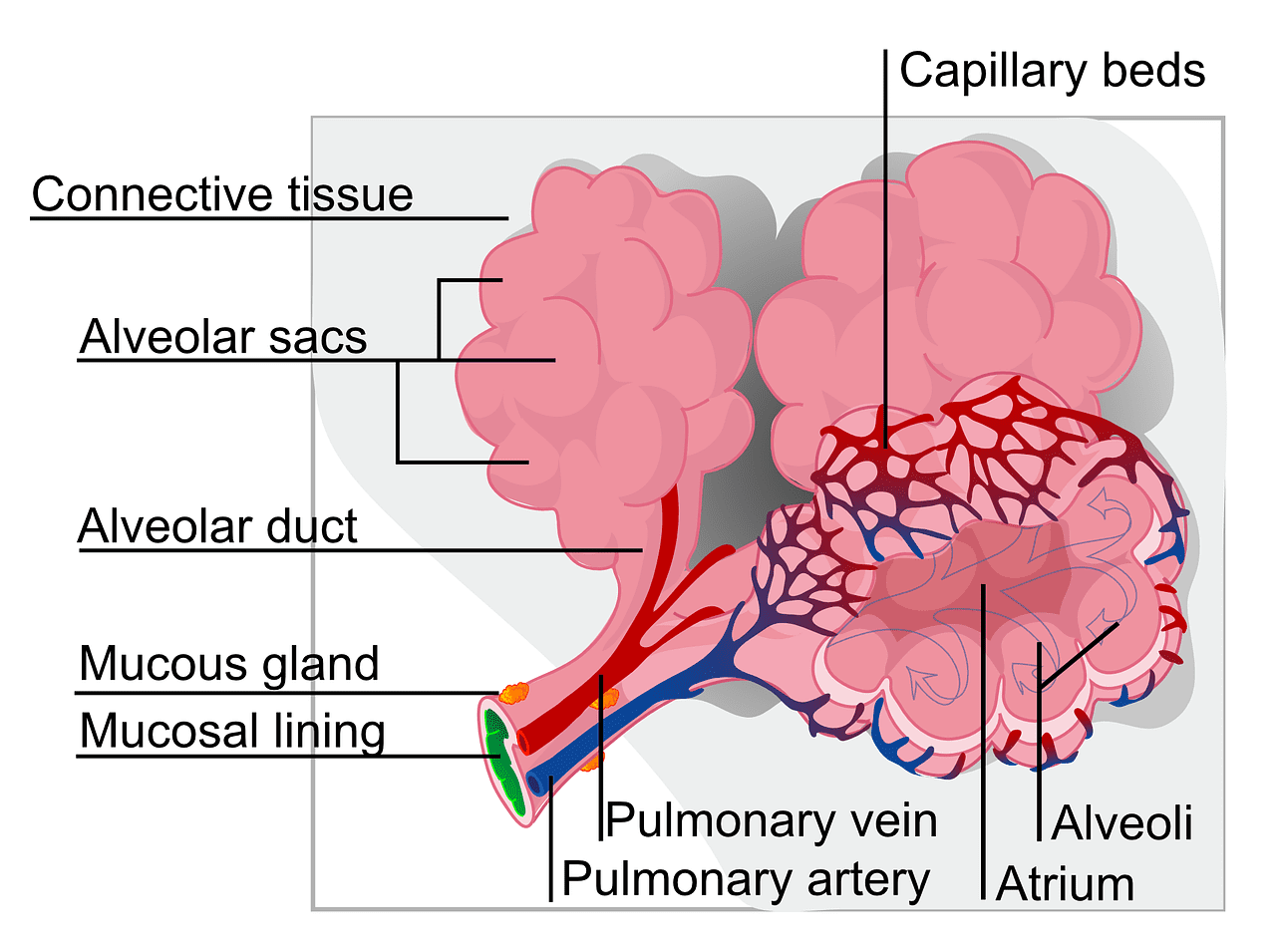 alveolar sac