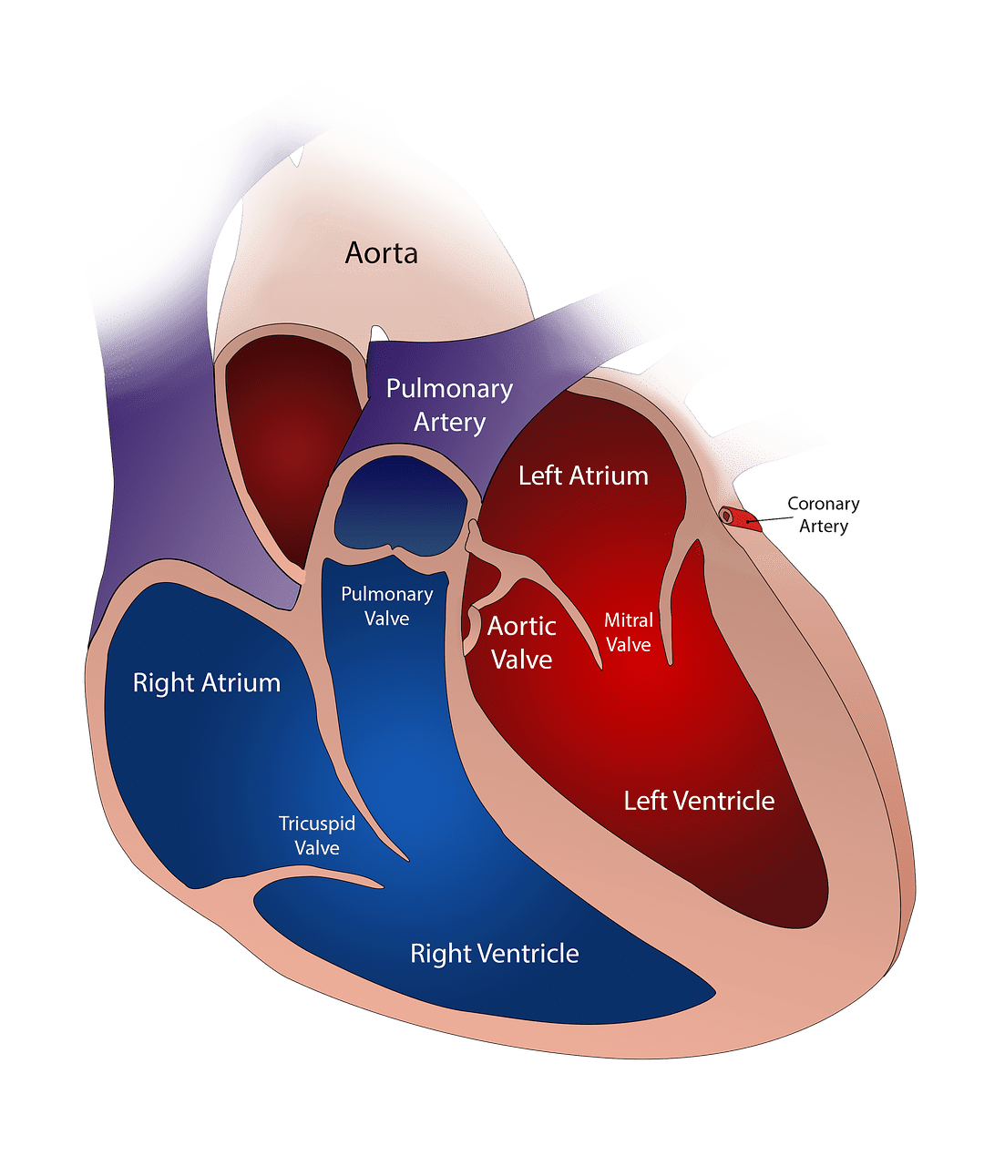 left ventricle