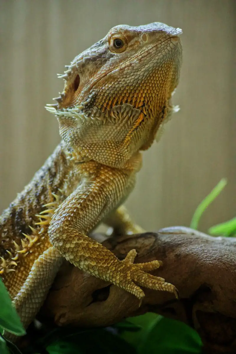 male bearded dragons