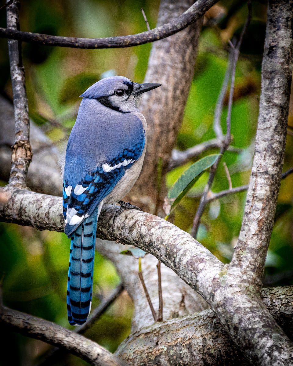 male blue jays