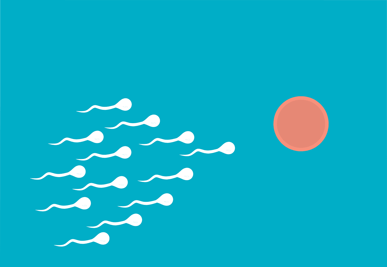 sperm cell formation
