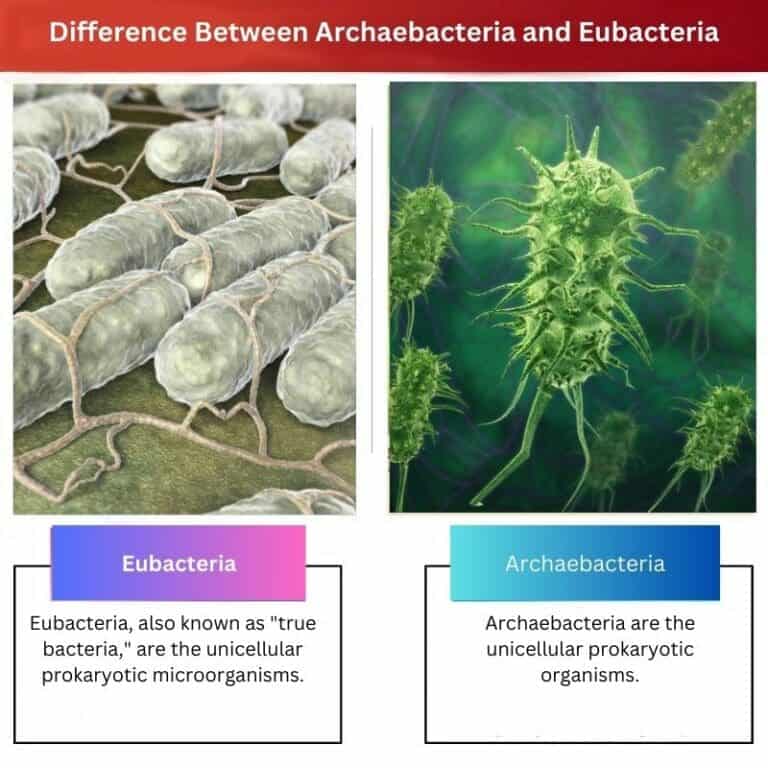 Archaebacteria vs Eubacteria: Difference and Comparison