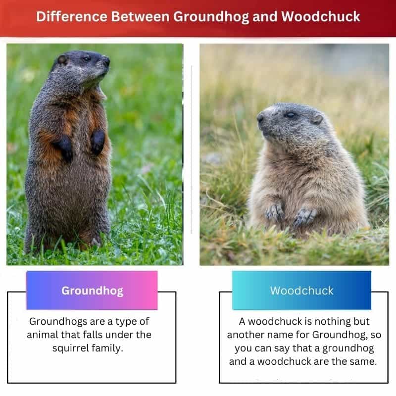 Groundhog Vs Woodchuck Difference And Comparison