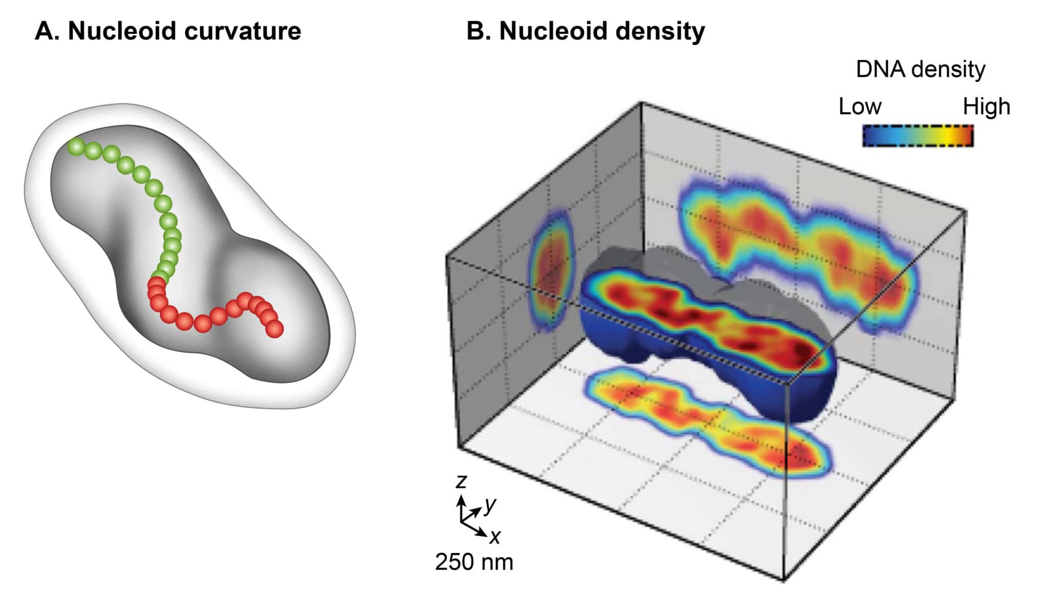 nucleoid 1